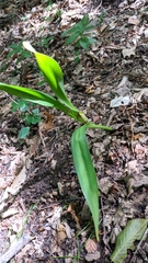 Colchicum umbrosum