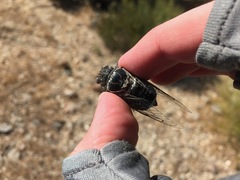 Cacama californica