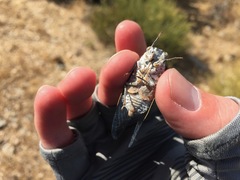 Cacama californica