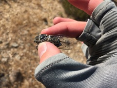 Cacama californica