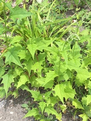 Chenopodiastrum hybridum