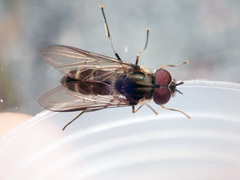 Leucozona laternaria