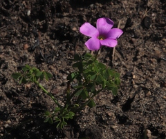 Oxalis bifida