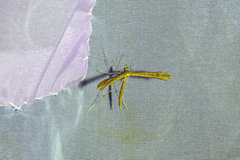 Stenoptilia pterodactyla