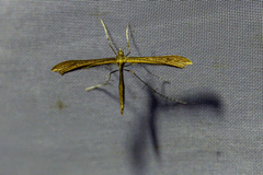 Stenoptilia pterodactyla