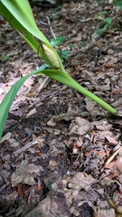 Colchicum umbrosum