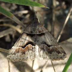 Dichromodes atrosignata