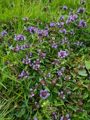 Prunella vulgaris