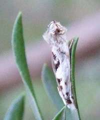 Erechthias mystacinella