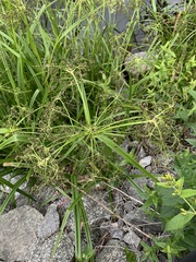 Scirpus sylvaticus
