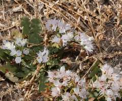 Limonium lobatum