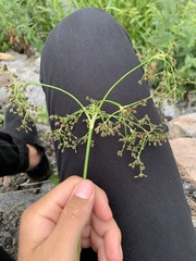 Scirpus sylvaticus