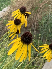 Echinacea paradoxa
