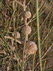 Skusemyia allocasuarinae