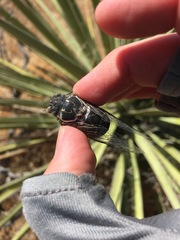Cacama californica
