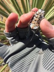 Cacama californica