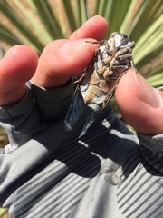 Cacama californica
