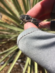 Cacama californica