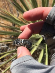 Cacama californica