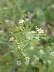 Thesium linophyllon