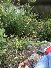 Scirpus sylvaticus