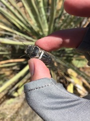 Cacama californica