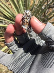 Cacama californica