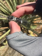 Cacama californica