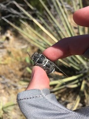 Cacama californica