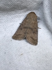 Hoplodrina octogenaria