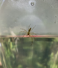 Lyssomanes viridis