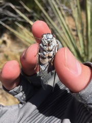 Cacama californica