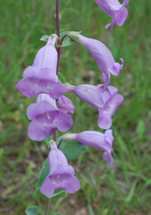 Penstemon grandiflorus