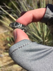 Cacama californica