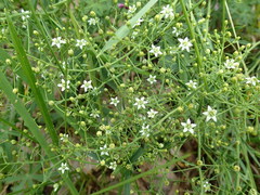 Thesium linophyllon