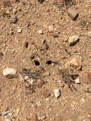 Cacama californica