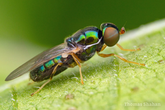 Microchrysa flaviventris