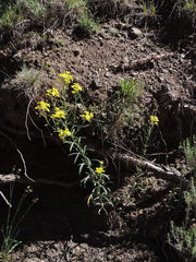 Erysimum maremmanum