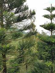 Araucaria heterophylla