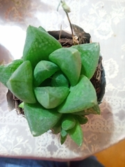 Haworthia cymbiformis