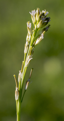Turritis glabra