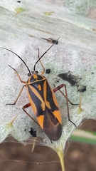 Brachycoleus decolor