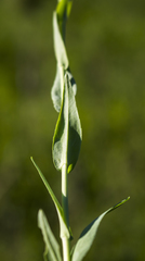 Turritis glabra