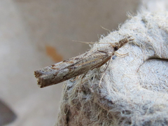 Neodactria luteolellus