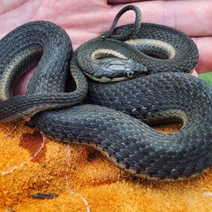 Thamnophis melanogaster