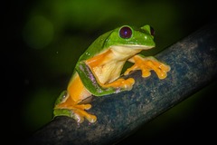 Agalychnis moreletii