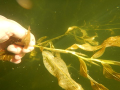 Potamogeton praelongus