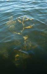 Potamogeton praelongus