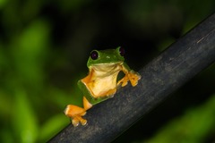 Agalychnis moreletii