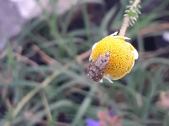 Anthophila fabriciana